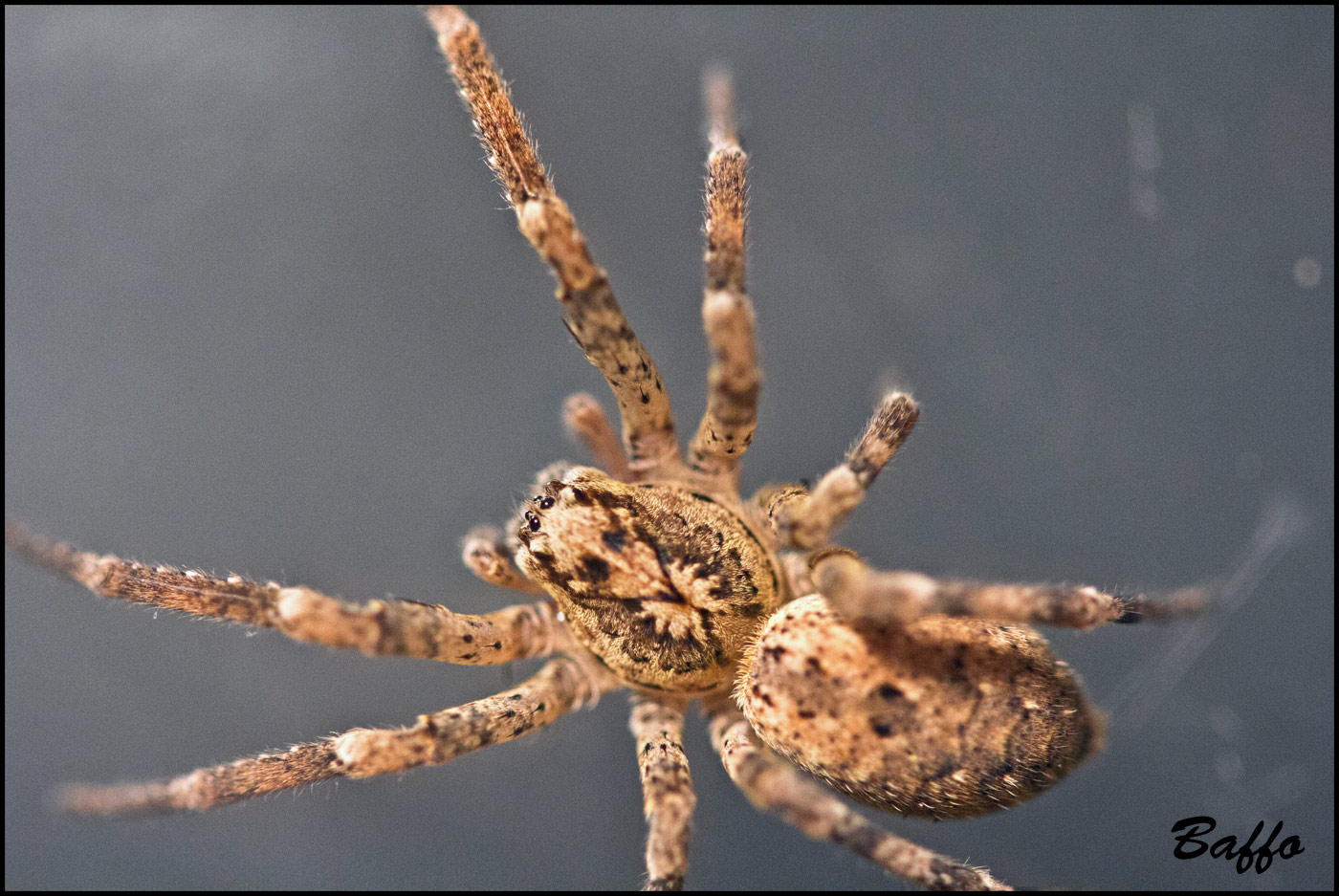 Agelenidae? No. Femmina di Zoropsis sp.